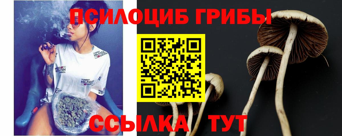 Псилоцибиновые грибы Psilocybe  Вход с VPN  Муравленко 